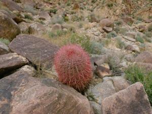 49 Palms Oasis Red Barrel Cacti